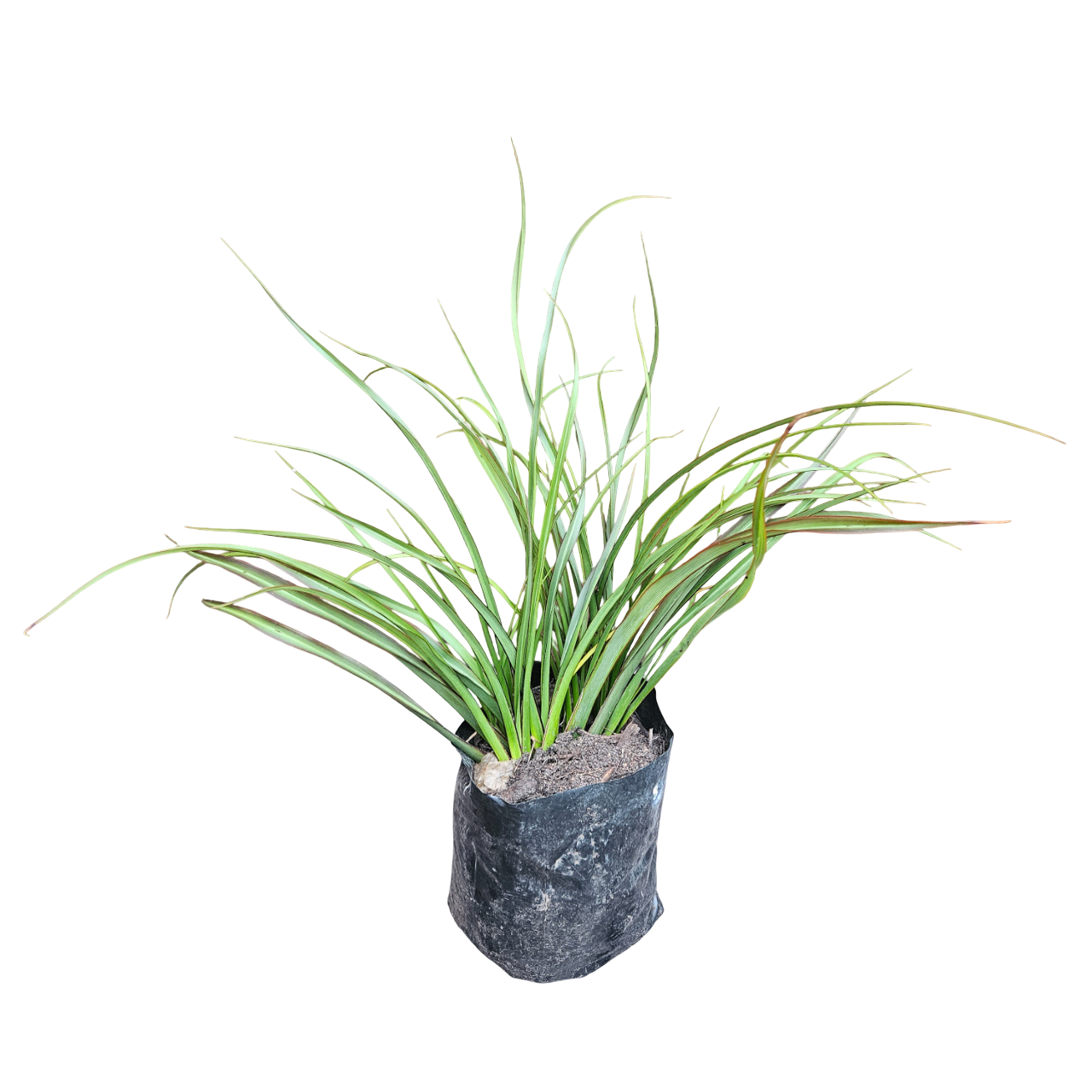 Mini Flax (Phormium 'Surfer Green')