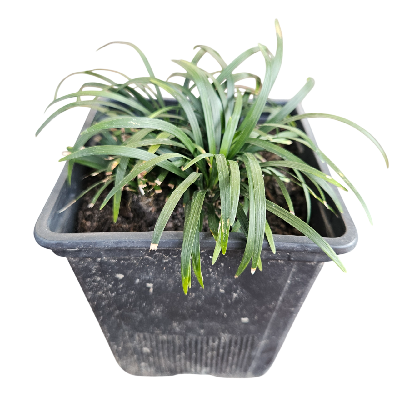 Mondo Grass (Ophiopogon Japonicus)
