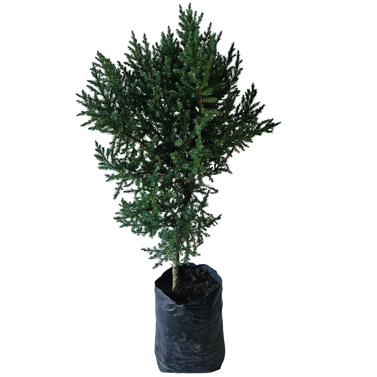 Monterey Cypress (Cupressus Macrocarpa)