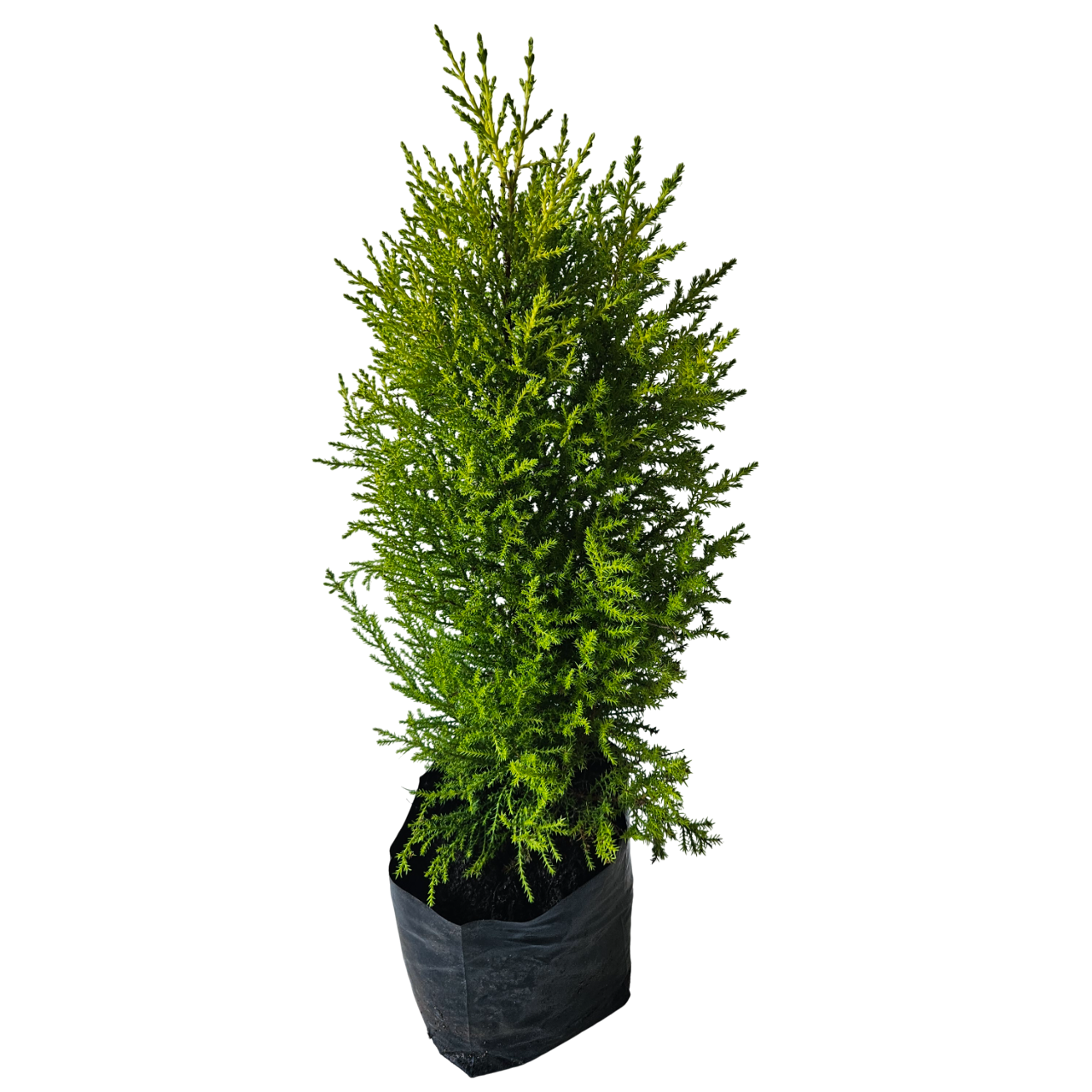 Golden Monterey Cypress (Cupressus Macrocarpa 'Goldcrest')