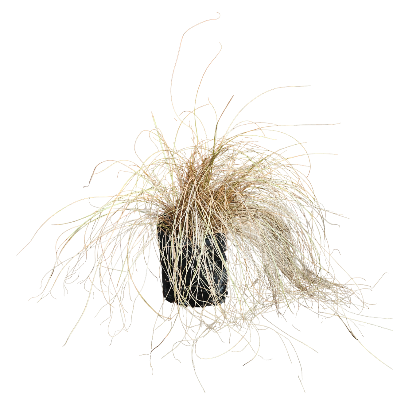 Bronze New Zealand Hair Sedge (Carex Comans 'Bronze Perfection')