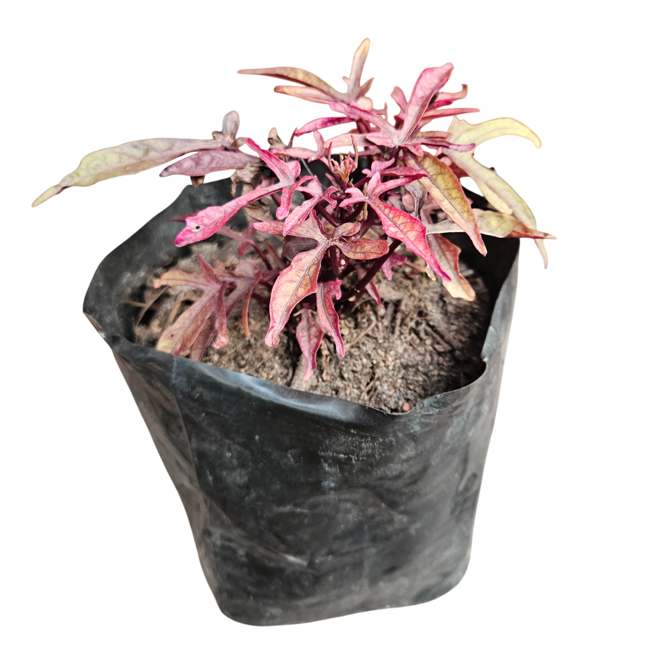 Ornamental Sweet Potato Vine (Ipomoea Batatas)