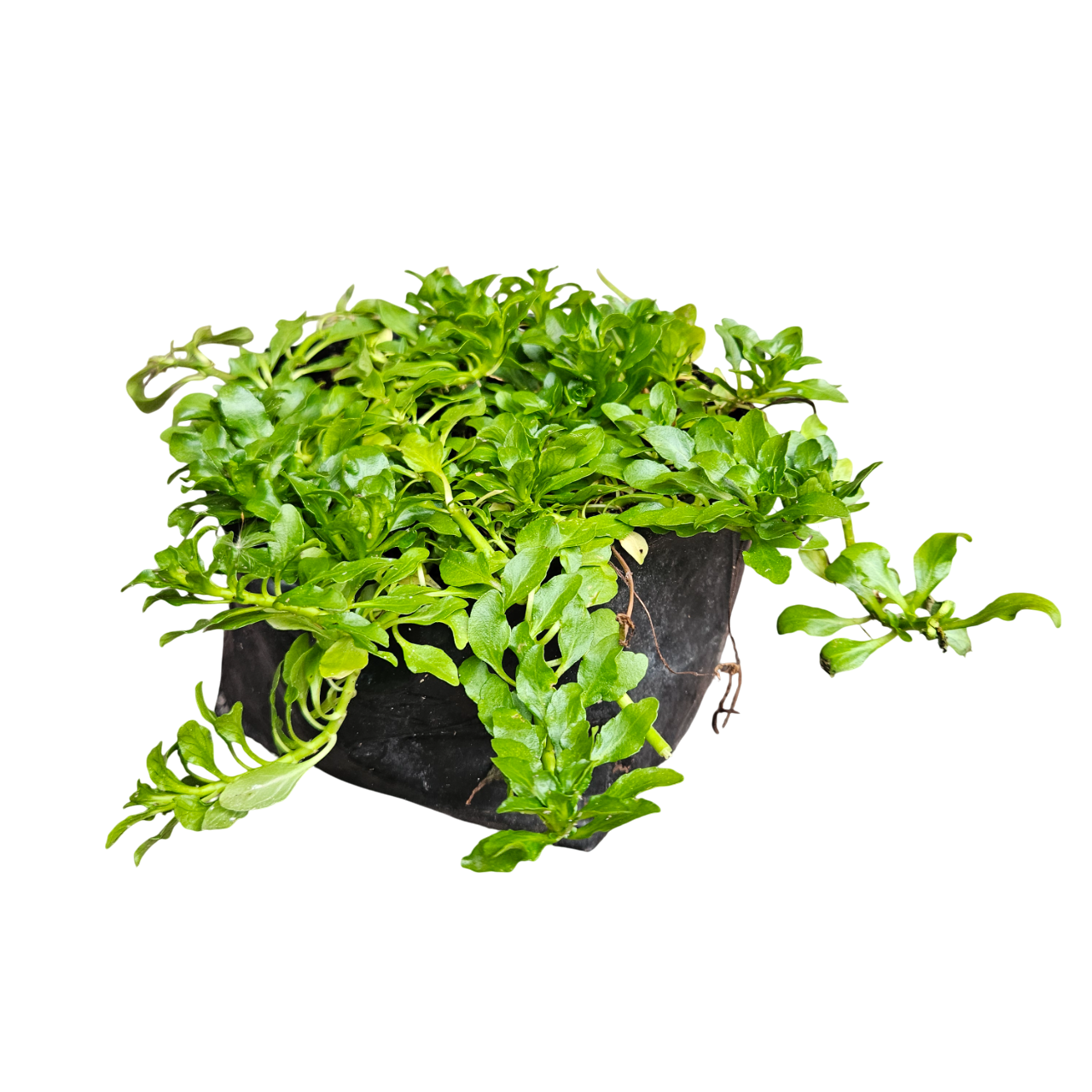 Pennyroyal (Mentha Pulegium)