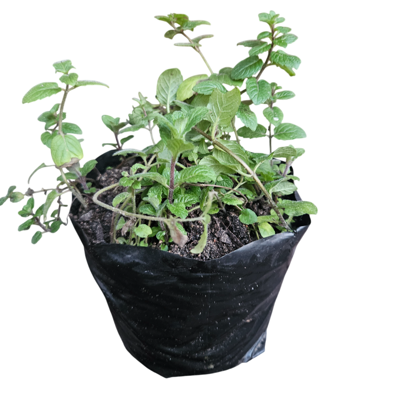 Peppermint (Mentha Piperita)