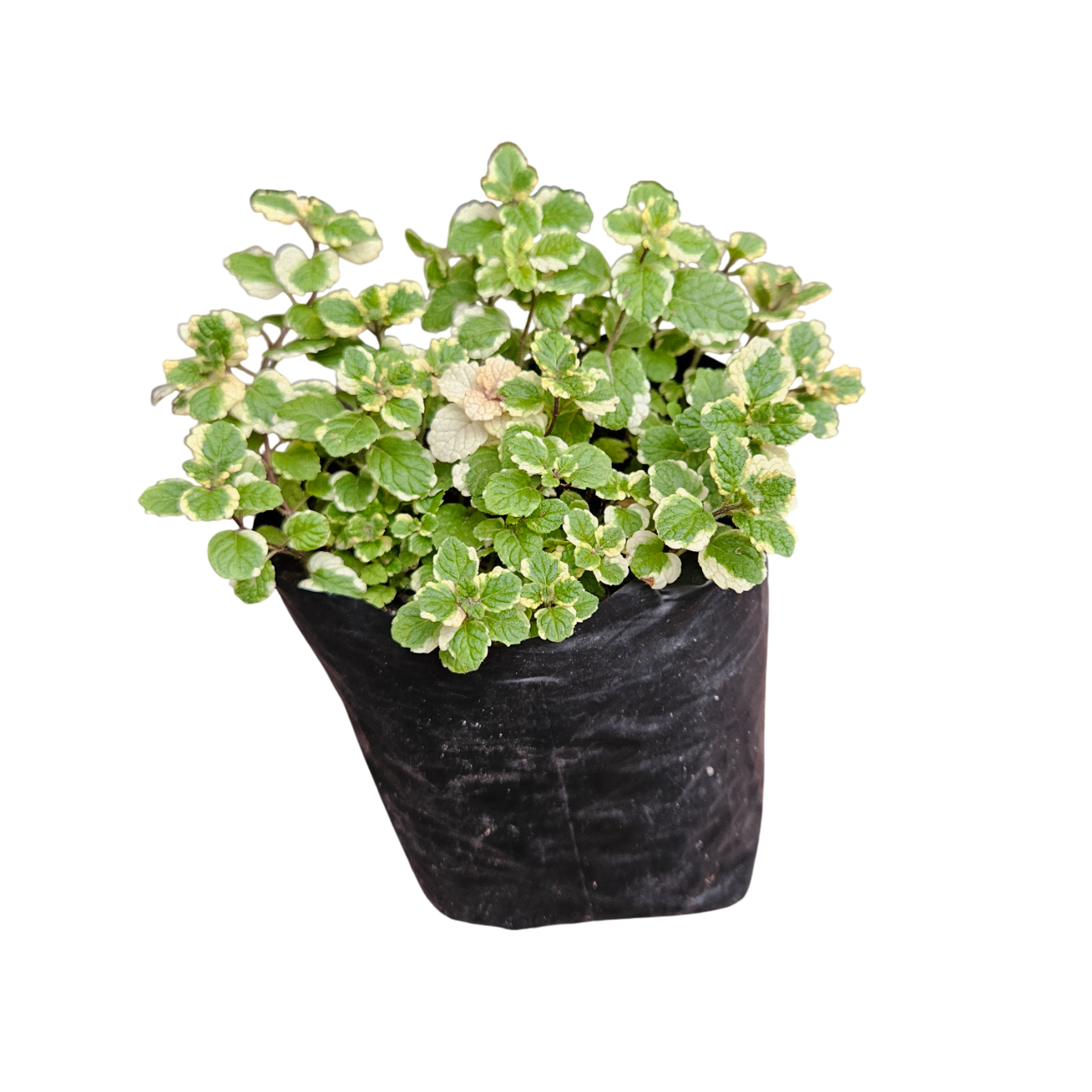 Pineapple Mint (Mentha Suaveolens 'Variegata')