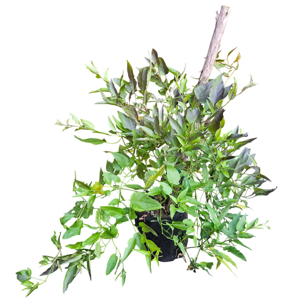 Potato Vine (Solanum Laxum)