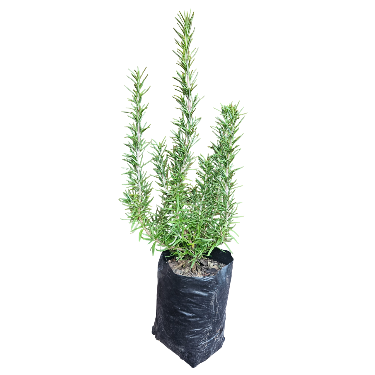Rosemary (Salvia Rosmarinus, syn. Salvia Officinalis)