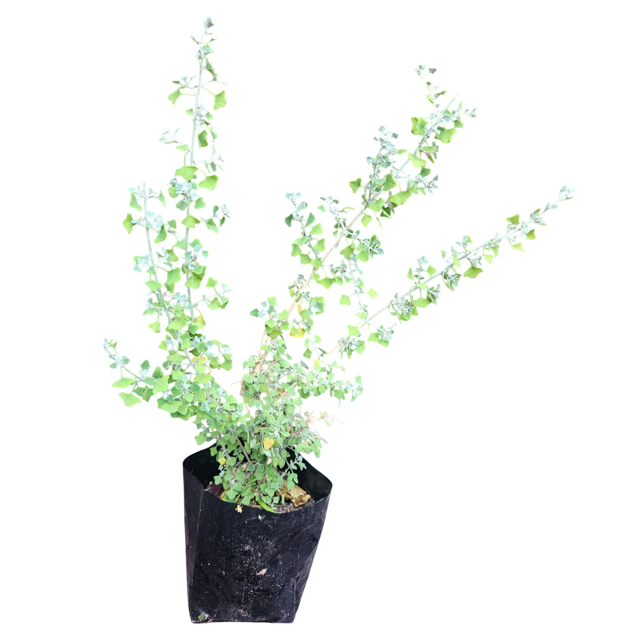 Salt Bush (Chenopodium Curvispicatum, syn. Rhagodia Hastata)