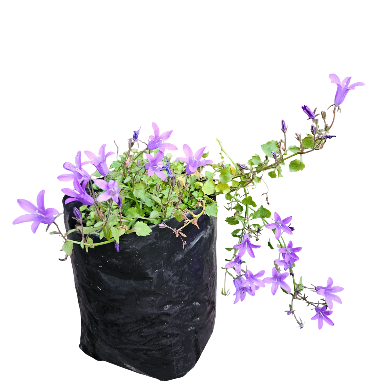 Serbian Bellflower (Campanula Poscharskyana)