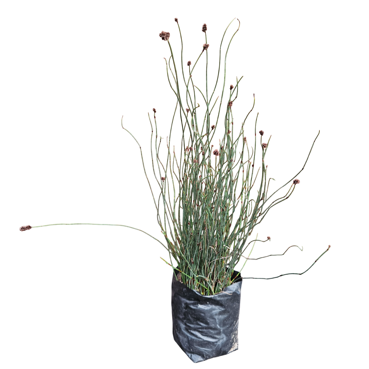 Dekriet (Elegia Tectorum)