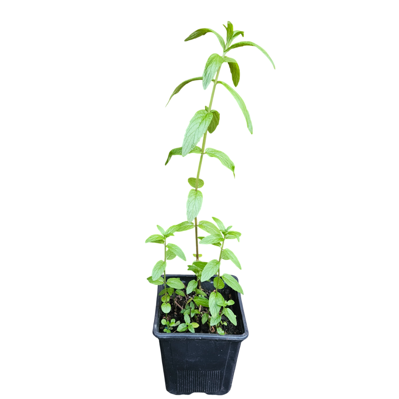 Spearmint (Mentha Spicata)