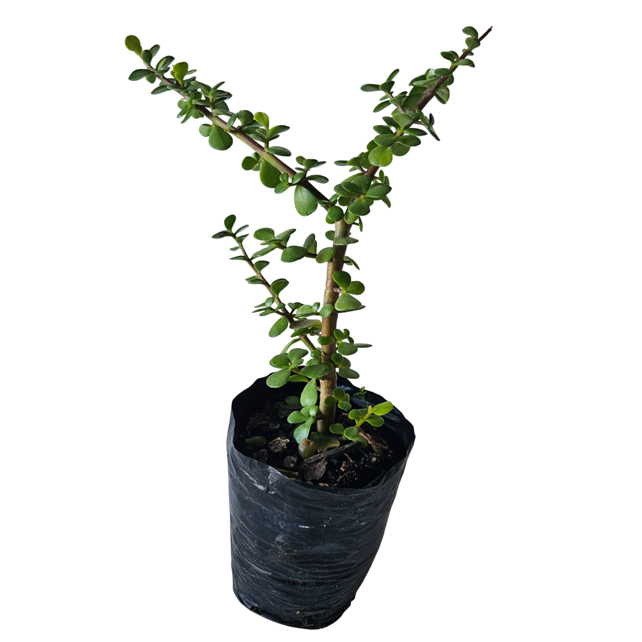 Spekboom (Portulacaria Afra)