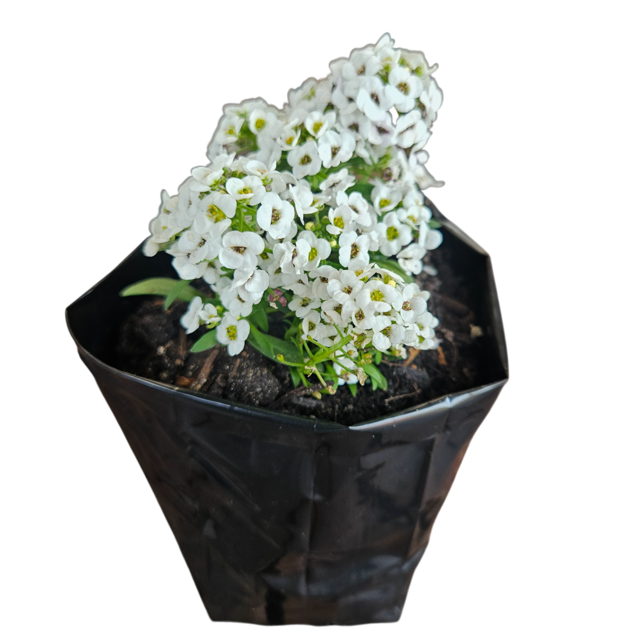 Sweet Alyssum (Lobularia Maritima)