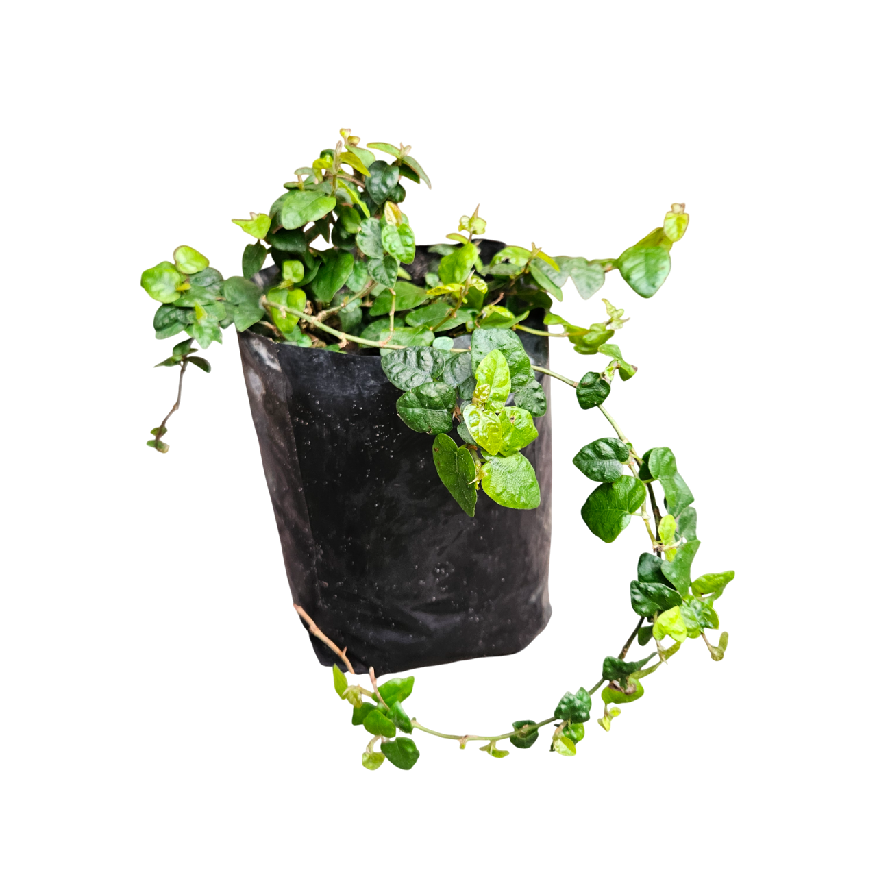 Tickey-Creeper (Ficus Pumila)