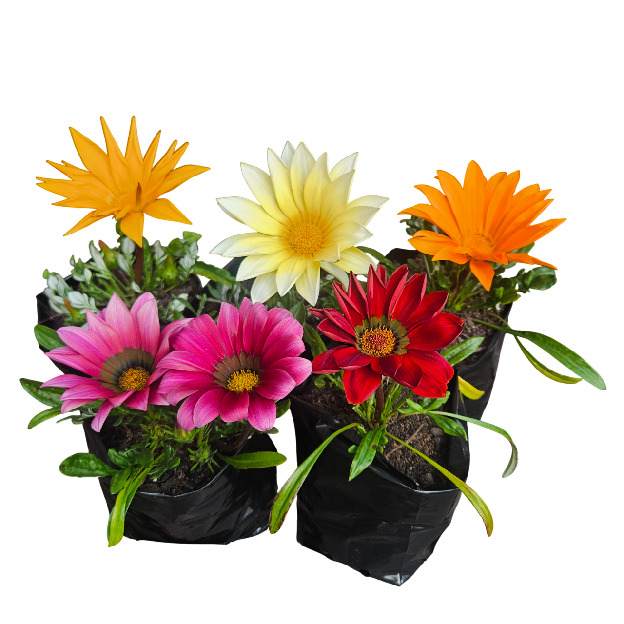 Treasure Flower (Gazania Rigens)