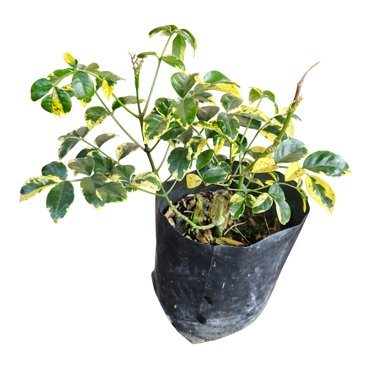 Variegated Bower Vine (Pandorea Jasminoides 'Variegata')
