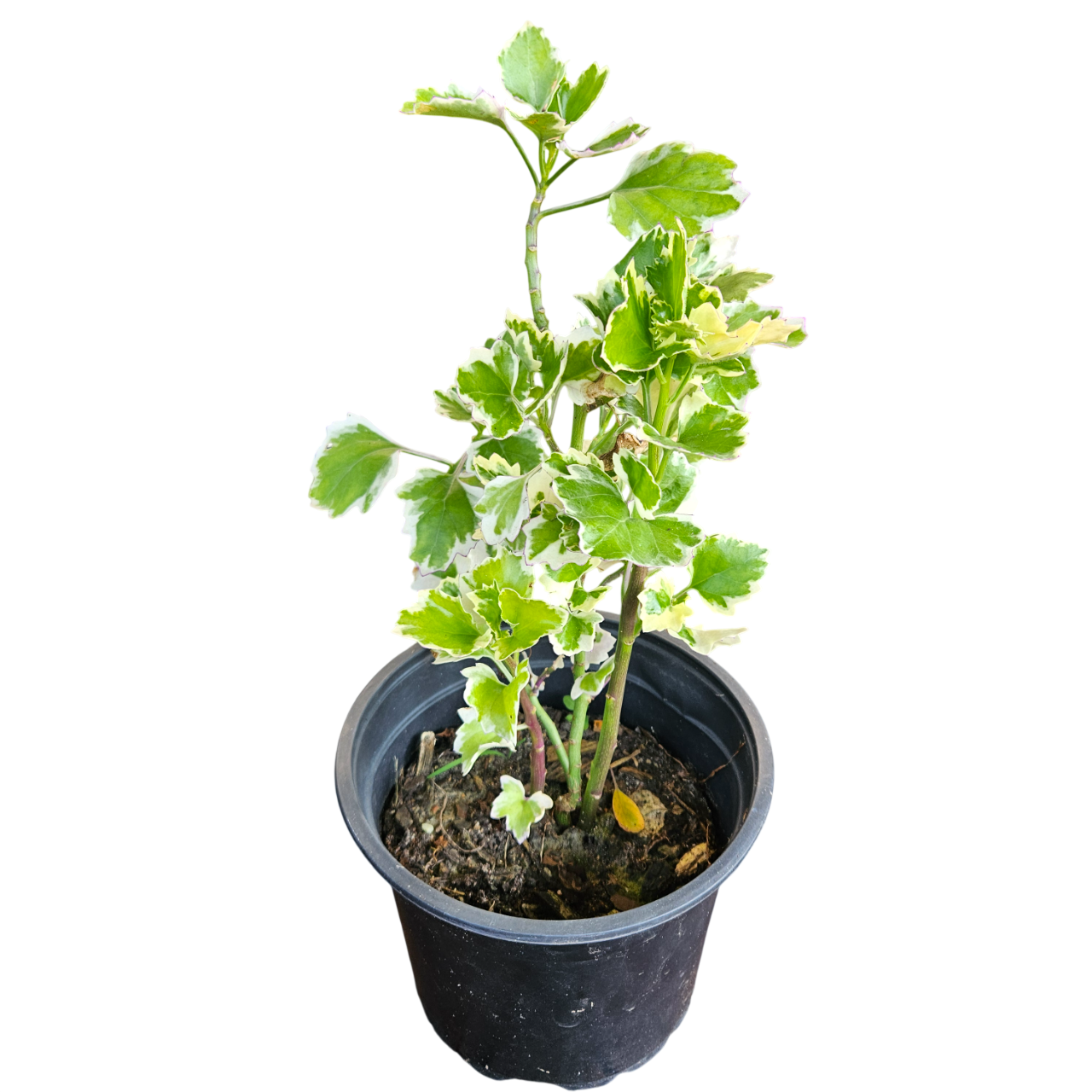Variegated Canary Creeper (Senecio Tamoides 'Variegata')