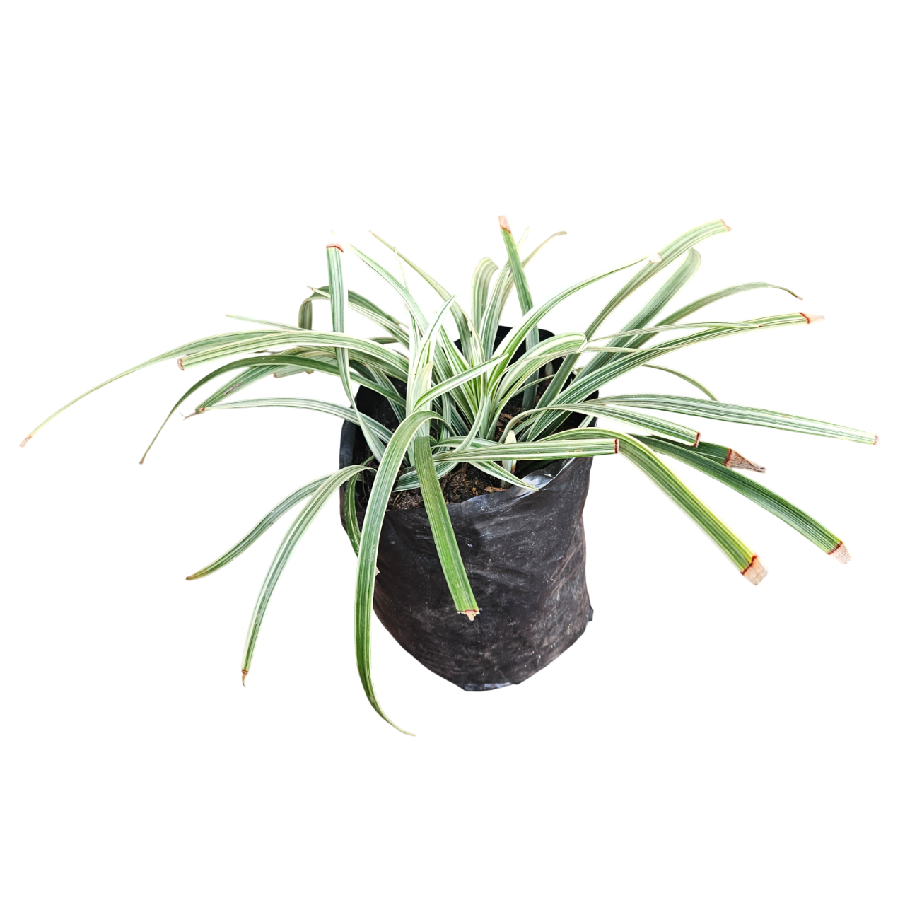 Variegated Japanese Sedge (Carex Morrowii 'Variegata')