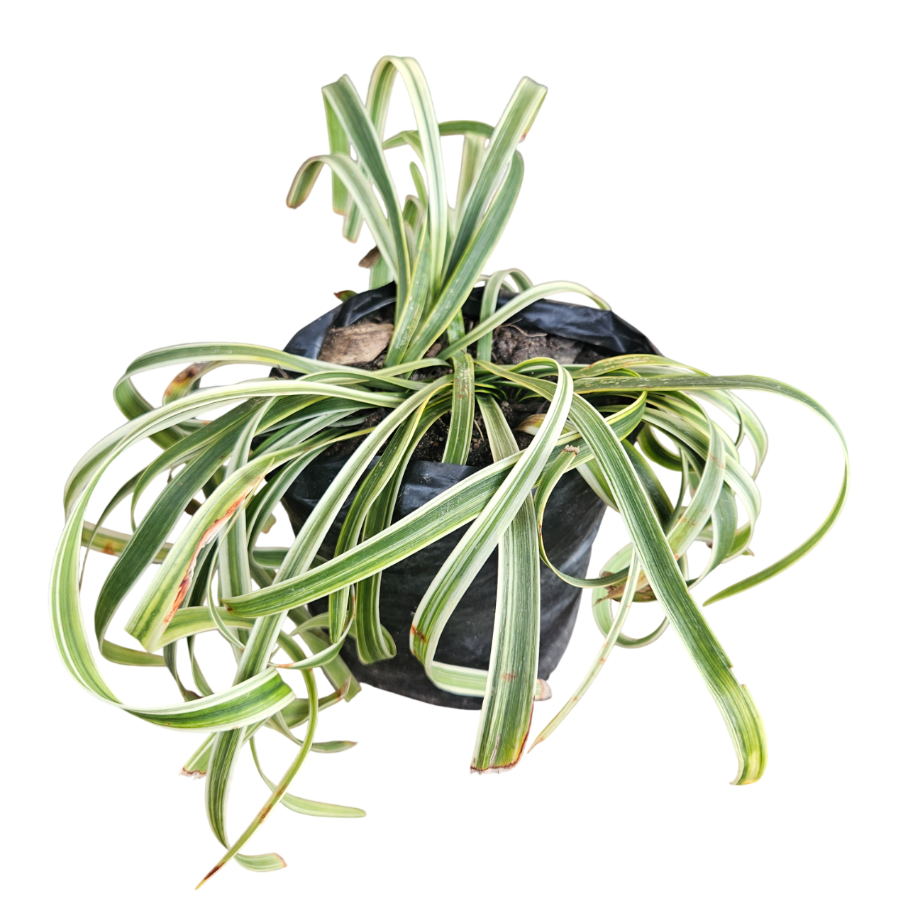 Variegated Lilyturf (Liriope Muscari 'Variegata')