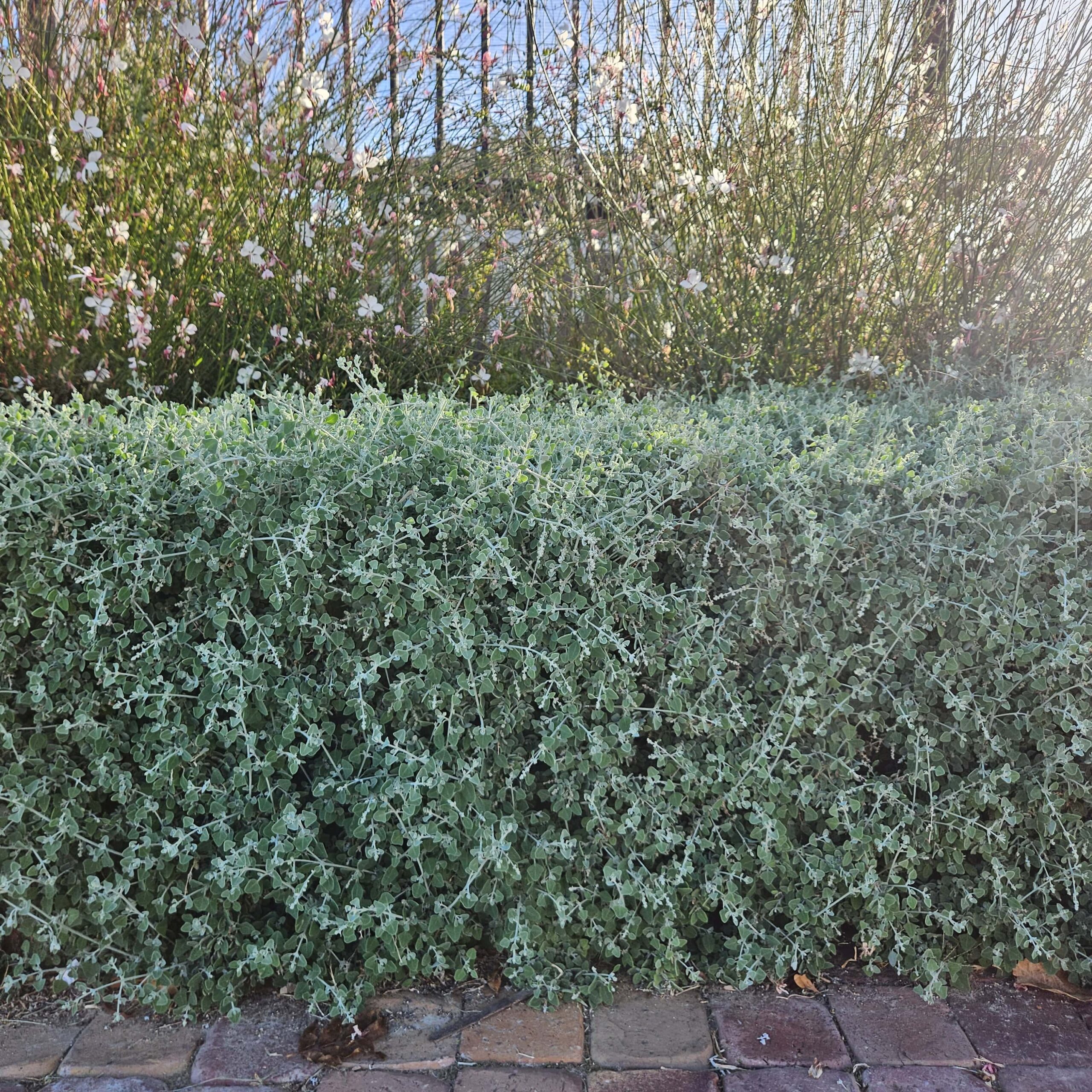 Hedges