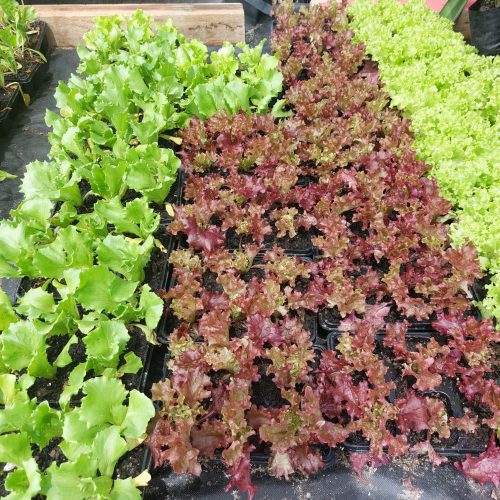 Mixed Lettuce-min